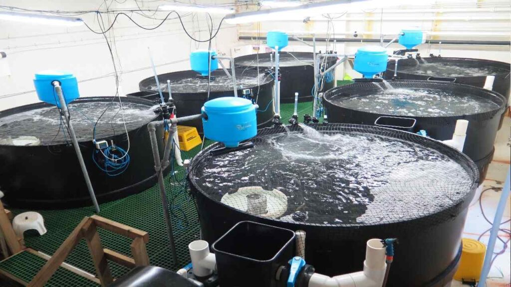Recirculatory aquaculture system